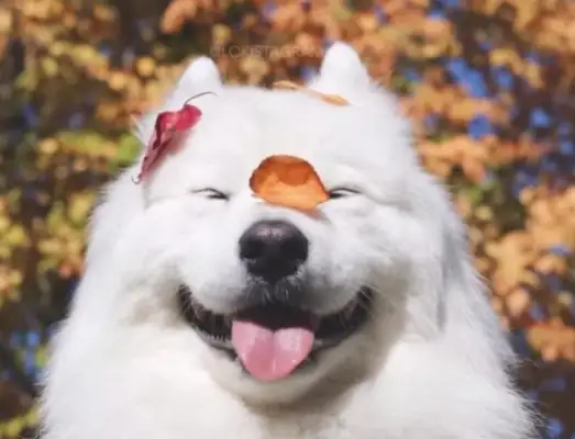 The first time you had a dog, you remember