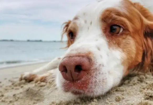 Sixteen-year-old doggy dementia, remember when the master said go to the bathroom and shit, and then forget how to get out