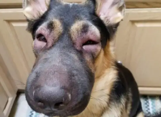 The web-friendly bee beats wings with the dogs, and they get swollen, so forgive me for laughing