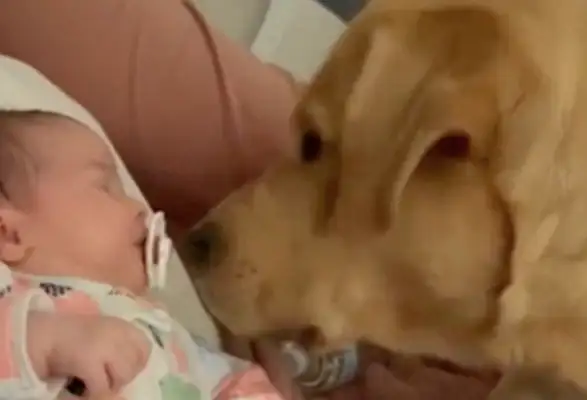 The master was jealous and took the nipples from the child's mouth