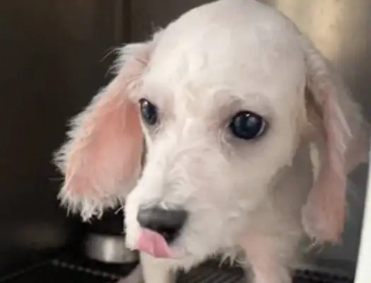 A stray dog on Chengdu Chun Hee's way, who's being rejected for sickness and is sore
