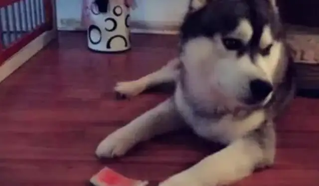 The master travels with two-huts and the dog acts unexpectedly, as if he woke up