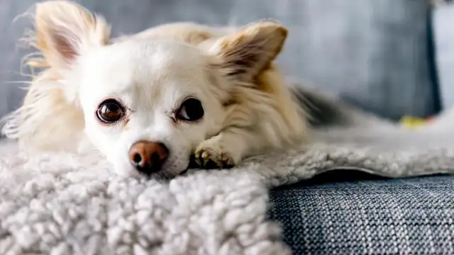 For the first time, the dog worked so hard that he couldn't wake up: what did he do last night