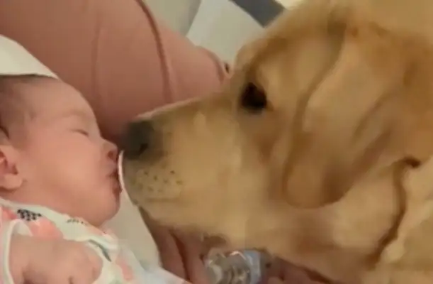 The master was jealous and took the nipples from the child's mouth