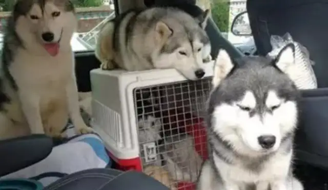The master travels with two-huts and the dog acts unexpectedly, as if he woke up