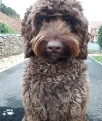 When the master wants to live, he pushes the dog to his family, but the dog never leaves