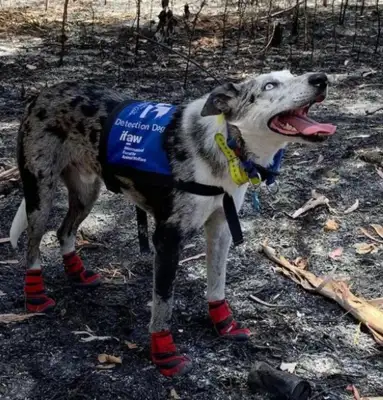 The fires are still burning in Australia, and these hero dogs are on their way to save lives