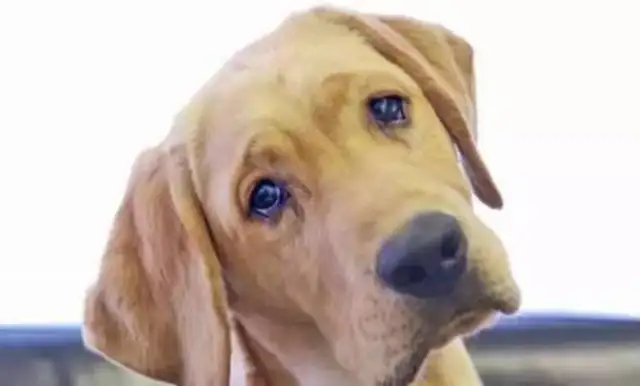 Why do dogs look at you