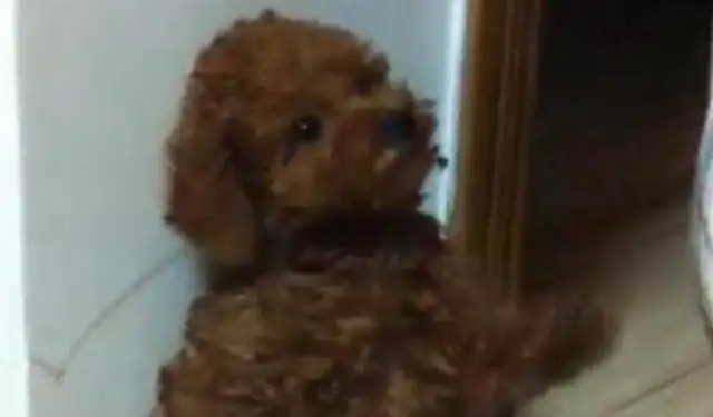 When Teddy Jr. stands up, his face shines