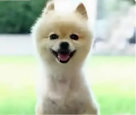 The pet dog scene was bitten by a dog, and the men complained to the platform at all levels to demand local acknowledgement of inaction