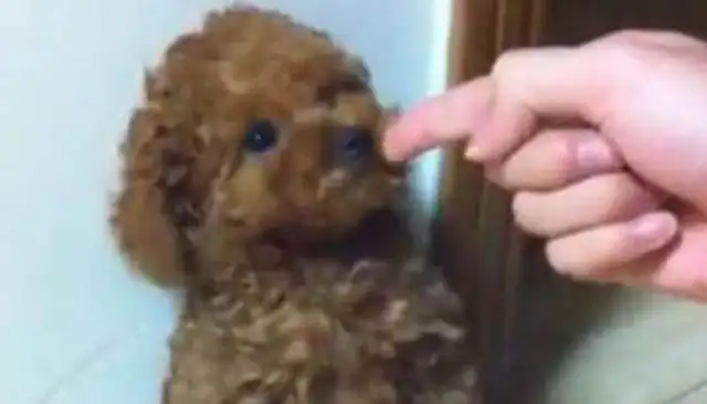 When Teddy Jr. stands up, his face shines