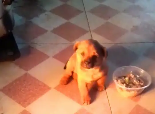 The pups are adopted by the kind ones who sleep during the night at home