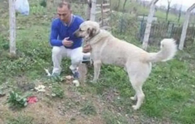 It's weird how the dog goes out every morning at 6:00 a.m., and when the owner tracks the real story, he cries