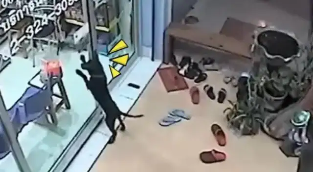 When the smart dog ran off, he went to the pet clinic to find the owner