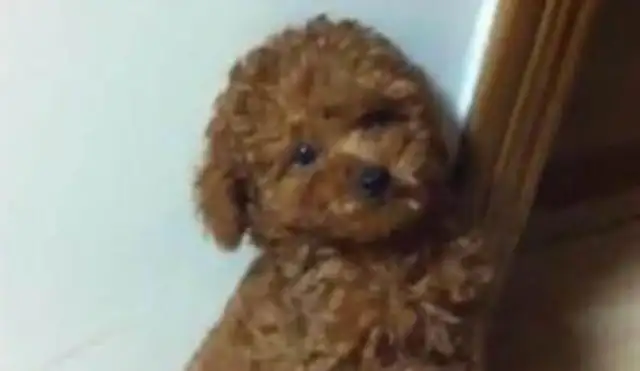 When Teddy Jr. stands up, his face shines