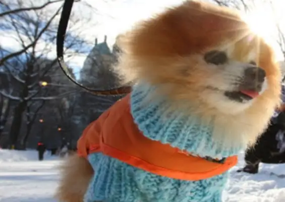 The dog accidentally fell into the cold lake, and there was no one to save him