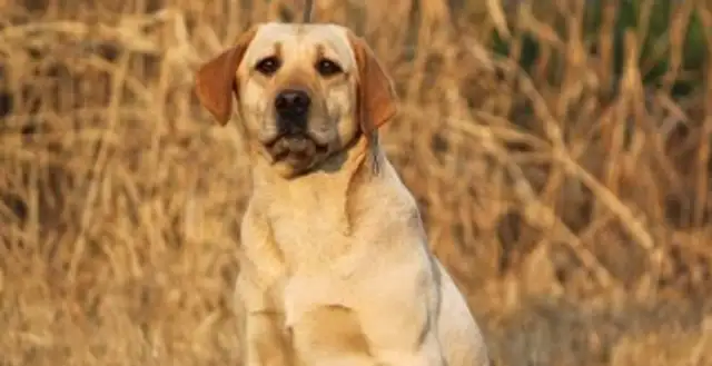 Kill a dog and kill a dog
