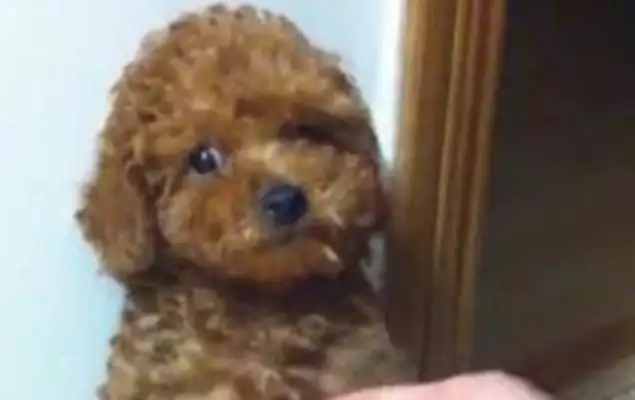 When Teddy Jr. stands up, his face shines