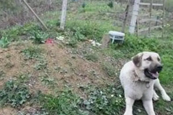 It's weird how the dog goes out every morning at 6:00 a.m., and when the owner tracks the real story, he cries