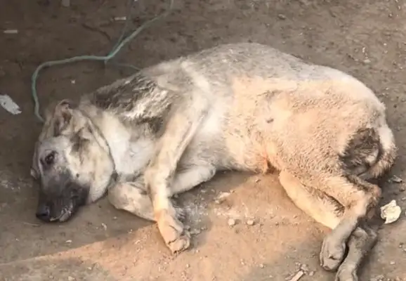 Big Brother Dog sells bite dogs, but the dog bites his own baby