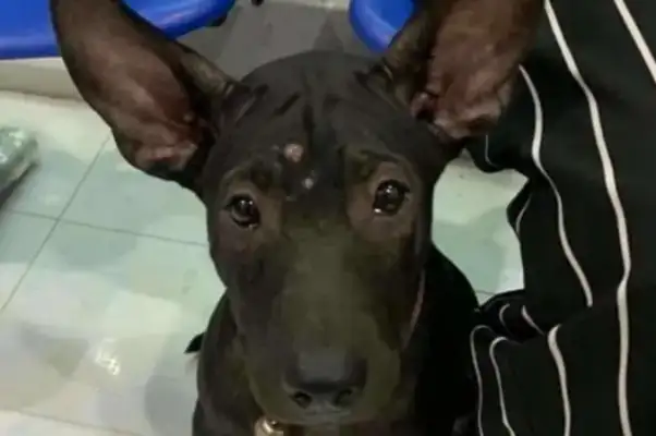 When the smart dog ran off, he went to the pet clinic to find the owner
