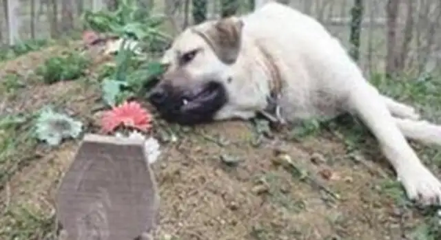 It's weird how the dog goes out every morning at 6:00 a.m., and when the owner tracks the real story, he cries
