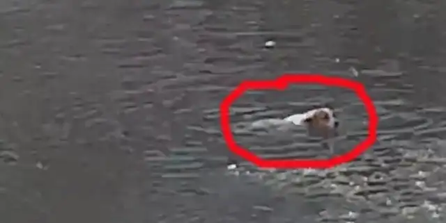 The dog accidentally fell into the cold lake, and there was no one to save him