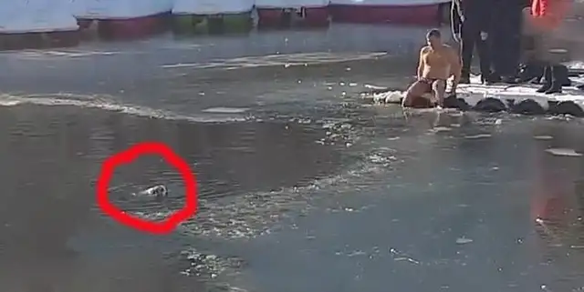 The dog accidentally fell into the cold lake, and there was no one to save him