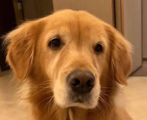 A friend of mine was questioned by security: what was your friend's dog's name