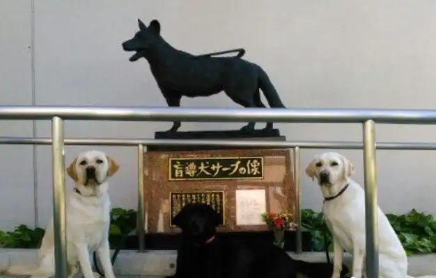 Three-legged blind dogs lost a leg to save their master, but still want to work