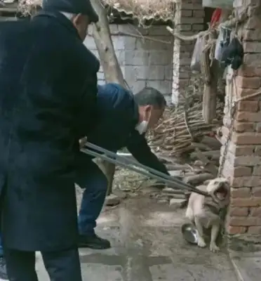 The master of the village was happy and laughed at the dogs' pain mask