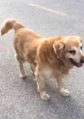 The master abandoned it on the streets because he didn't like it