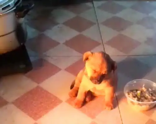 The pups are adopted by the kind ones who sleep during the night at home