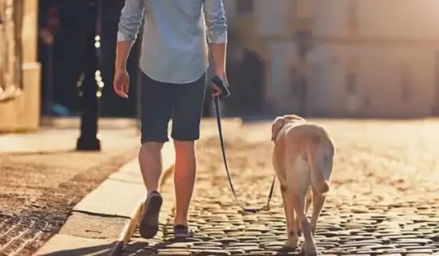 If the master doesn't listen, he'll shave the dog and see what happens