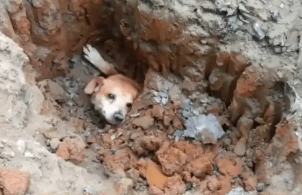 The dog was called for help in the ground, and the passers-by immediately entered the house and saw the pain