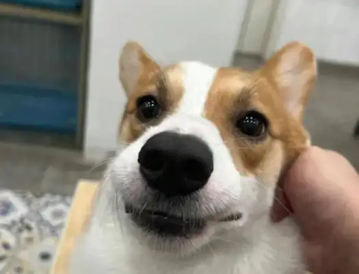 A friend of mine was questioned by security: what was your friend's dog's name