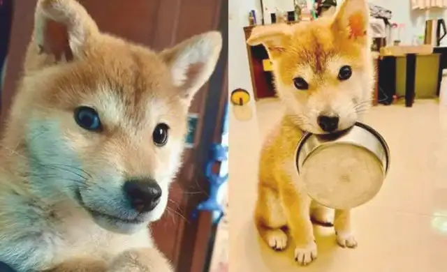 As a child, the Akitas love to sell their bowls, but when they grow up, they'll do shit. Stay