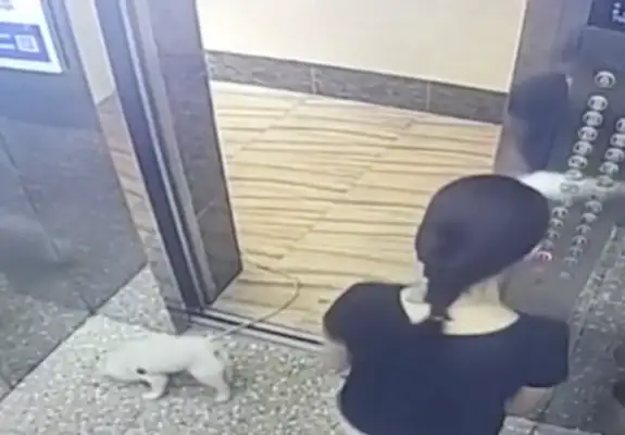 A woman in Guangdong is stuck with a dog in an elevator rope