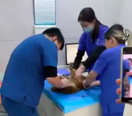 When the injured stray dog was rescued by a student, the doctor suggested euthanasia
