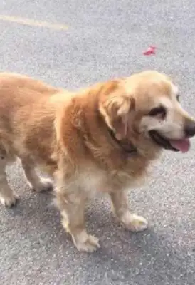 The master abandoned it on the streets because he didn't like it