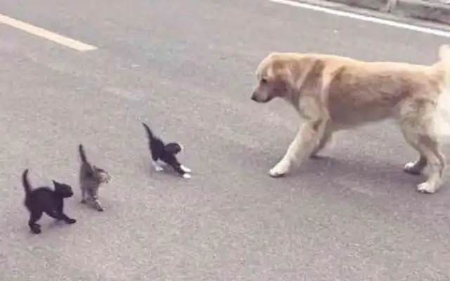 The dog ran into the roadblock, the two sides faced each other, and the delicate atmosphere kept the master from taking pictures and laughing..