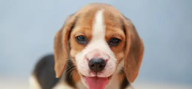 How do you get along with hearing impaired pets? The sign language, both cats and dogs