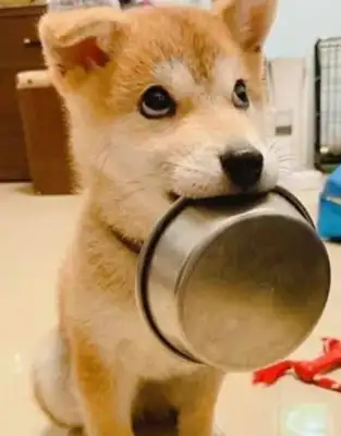 As a child, the Akitas love to sell their bowls, but when they grow up, they'll do shit. Stay