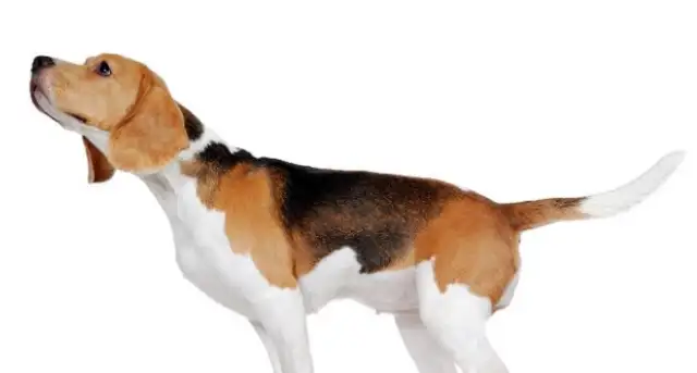 How do you get along with hearing impaired pets? The sign language, both cats and dogs