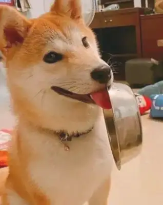 As a child, the Akitas love to sell their bowls, but when they grow up, they'll do shit. Stay