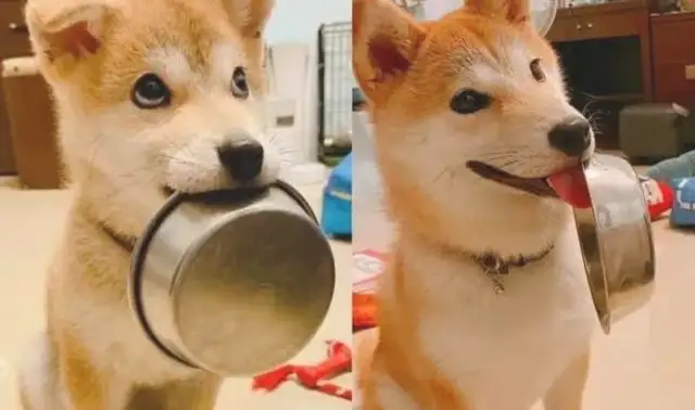 As a child, the Akitas love to sell their bowls, but when they grow up, they'll do shit. Stay
