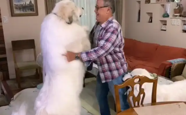 After a few months, two doggies have changed so much, they're often poignant to old people: a heavy burden