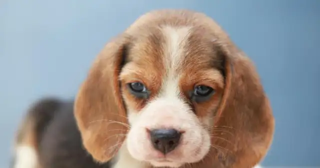 How do you get along with hearing impaired pets? The sign language, both cats and dogs
