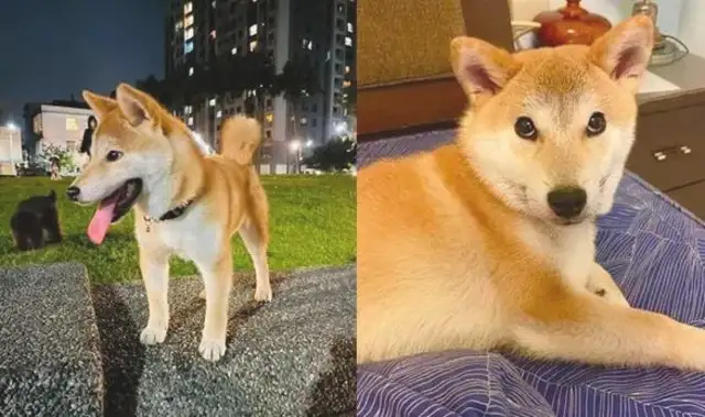 As a child, the Akitas love to sell their bowls, but when they grow up, they'll do shit. Stay