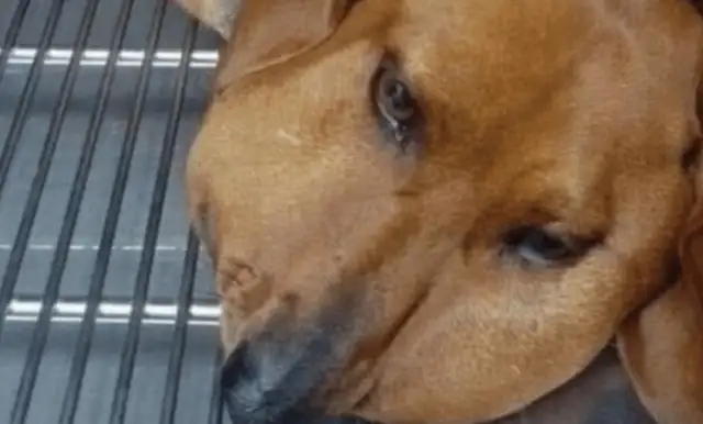 The dog snuck out to play, and he came back afraid to look back, and he was so busy running to the hospital